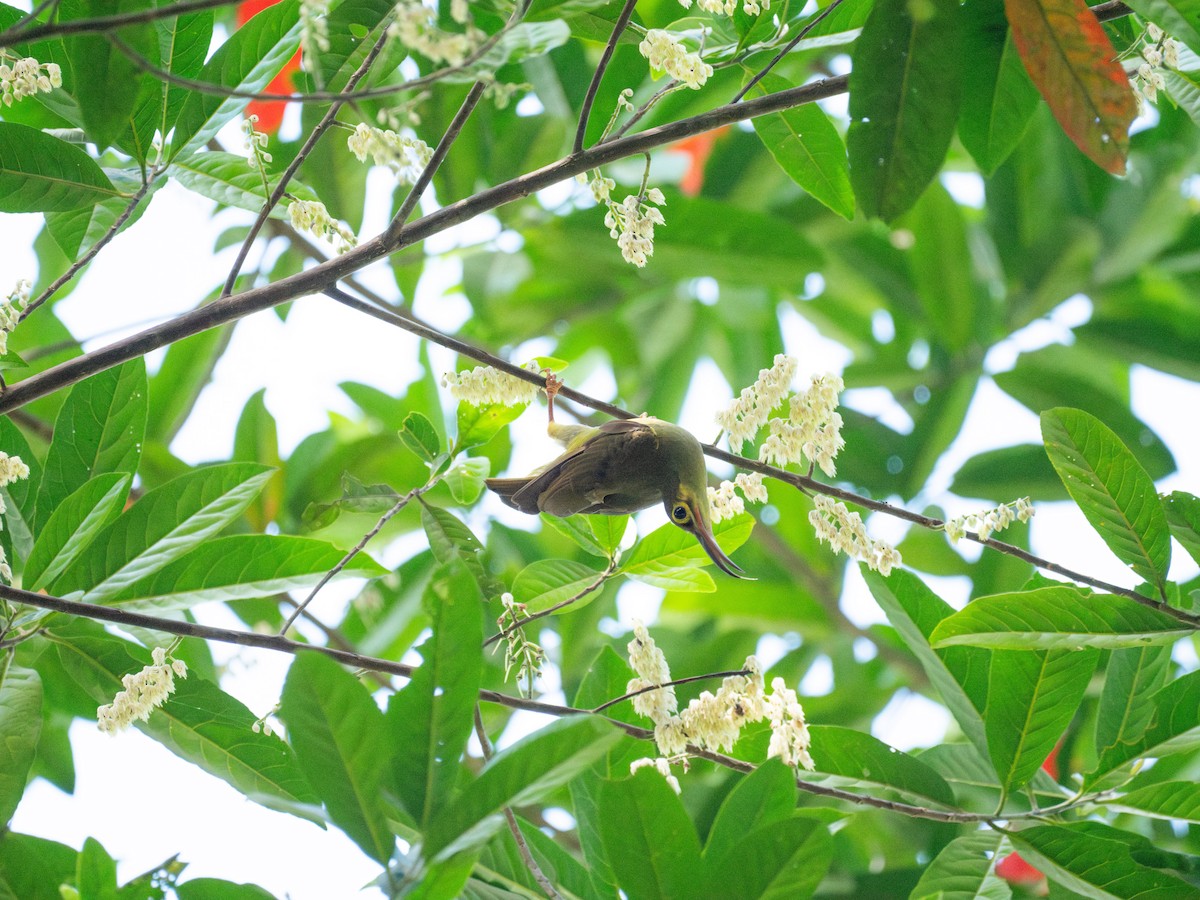 Spectacled Spiderhunter - Ian Chan