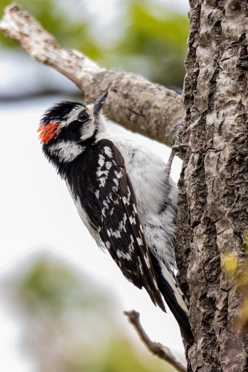 Downy Woodpecker - Jerry Chen