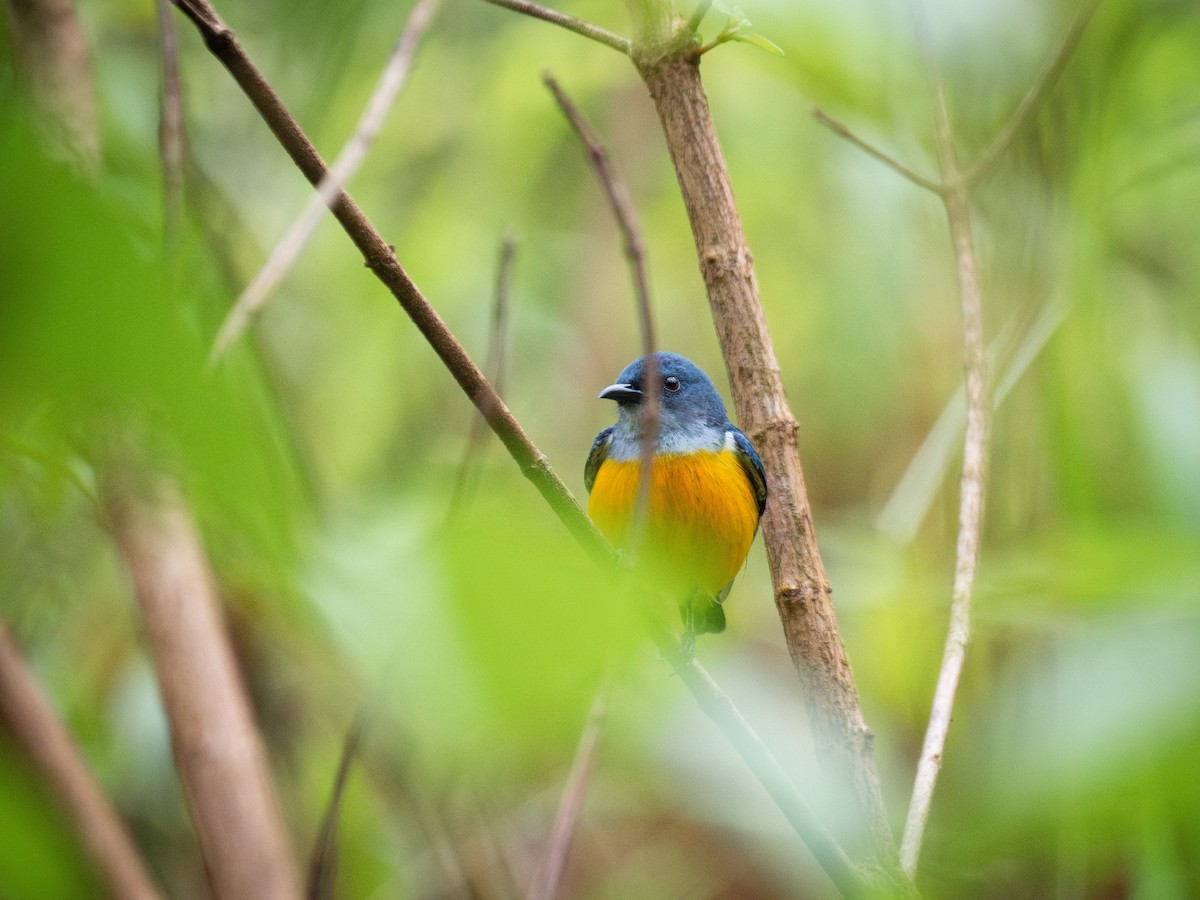 Orange-bellied Flowerpecker - Ian Chan