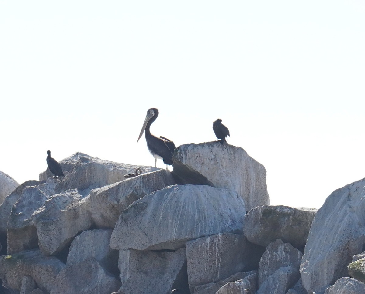 Peruvian Pelican - ML618935370