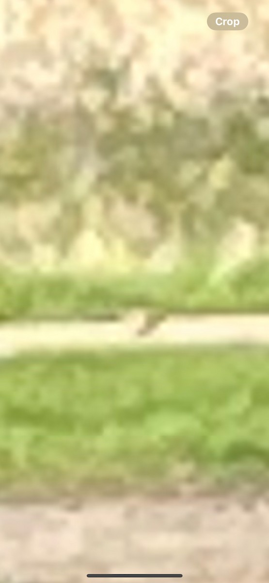 Ring-necked Pheasant - ML618935385