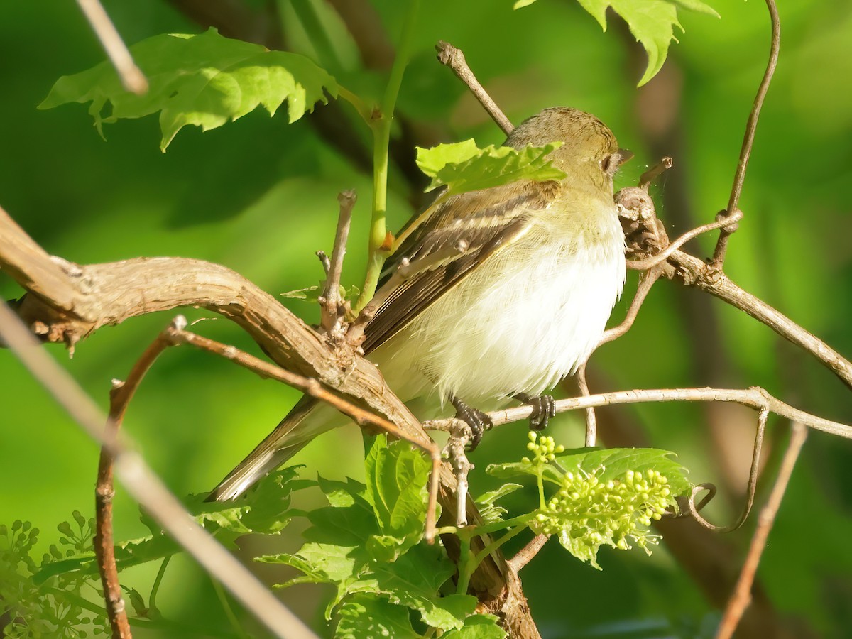 Least Flycatcher - Charlie Arp