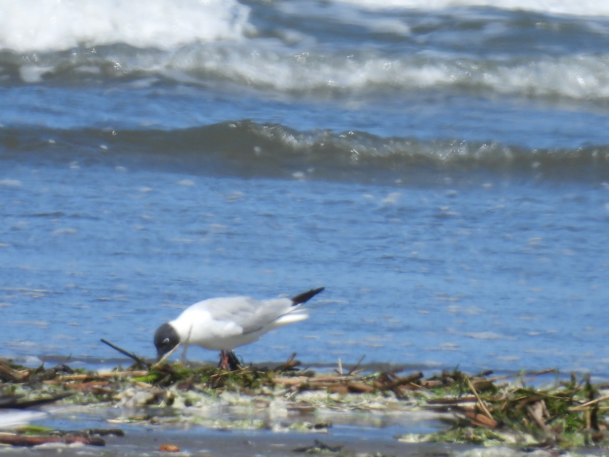 Bonaparte's Gull - Tina Toth