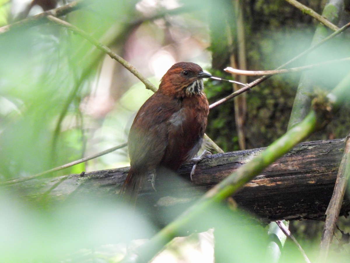 Stripe-breasted Spinetail - Wilson Ortega