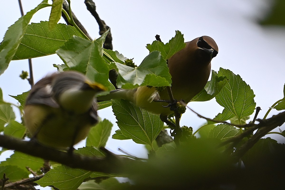 Cedar Waxwing - Chad Ludwig