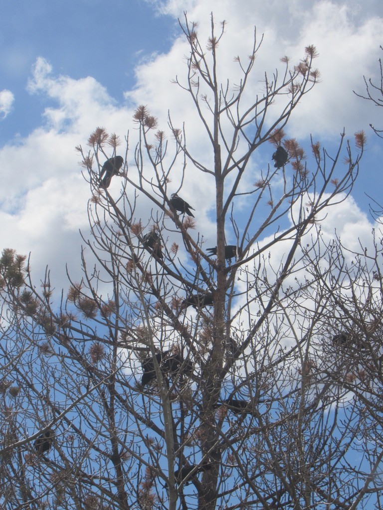 American Crow - ML618935450