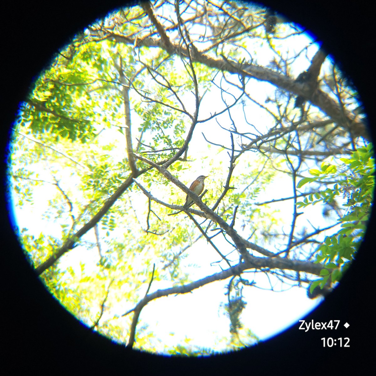 Gray-backed Thrush - Dusky Thrush