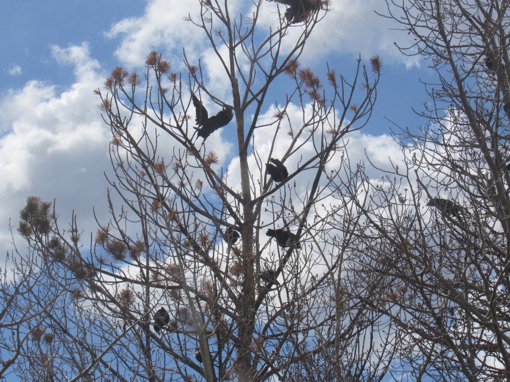 American Crow - Laurel Armstrong