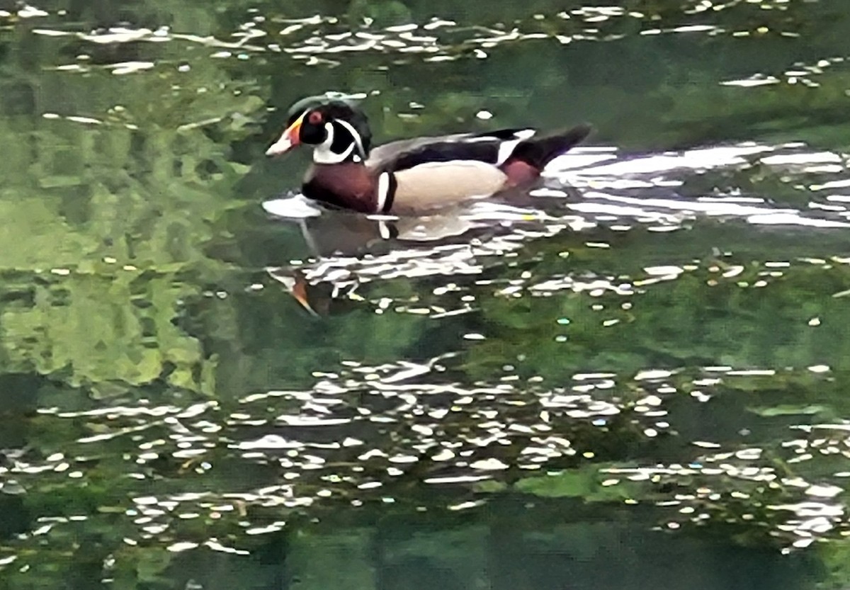 Wood Duck - ML618935461