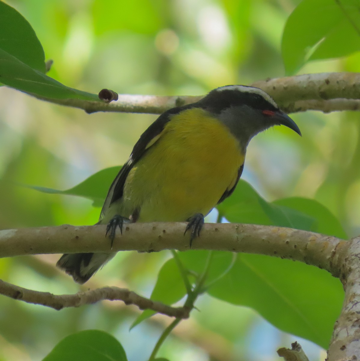 Bananaquit - Tova Mellen