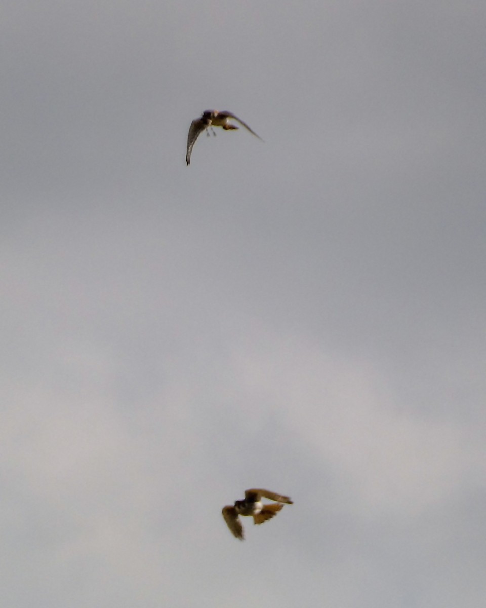 American Kestrel - Kathy L. Mock