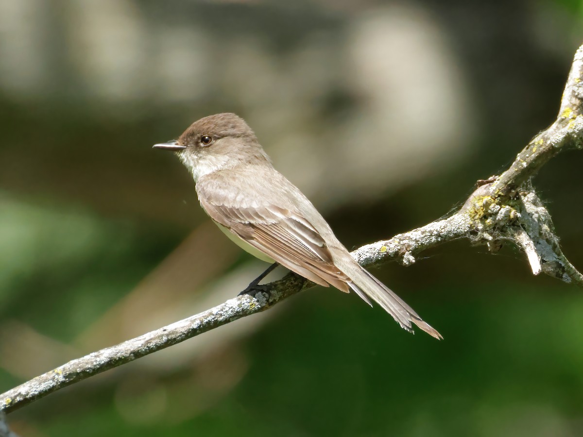 Eastern Phoebe - Charlie Arp