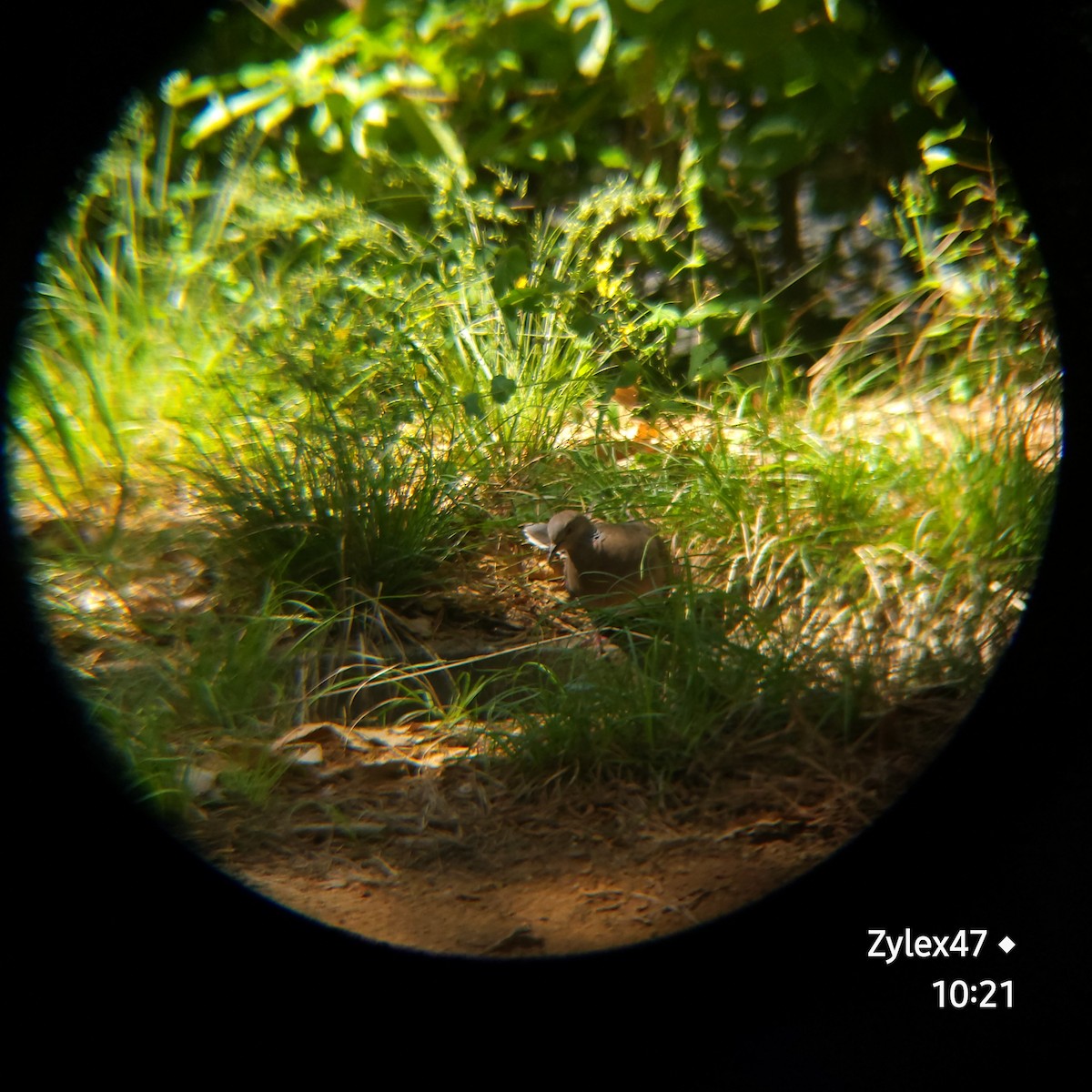 Oriental Turtle-Dove - Dusky Thrush