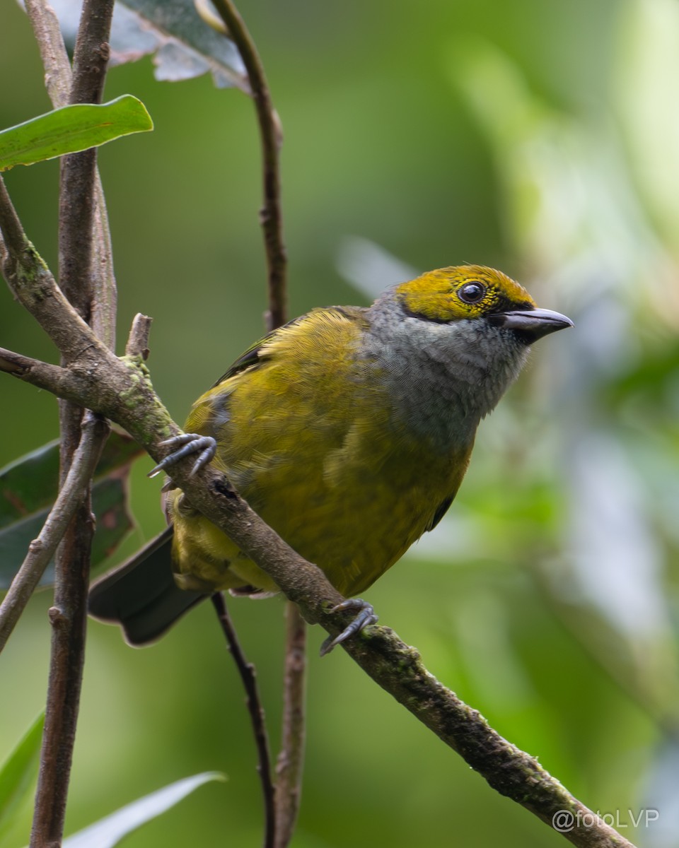 Silver-throated Tanager - Leonardo Venegas P