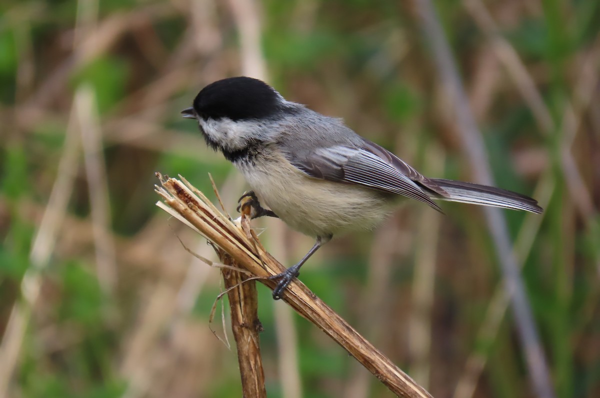 Black-capped Chickadee - ML618935520