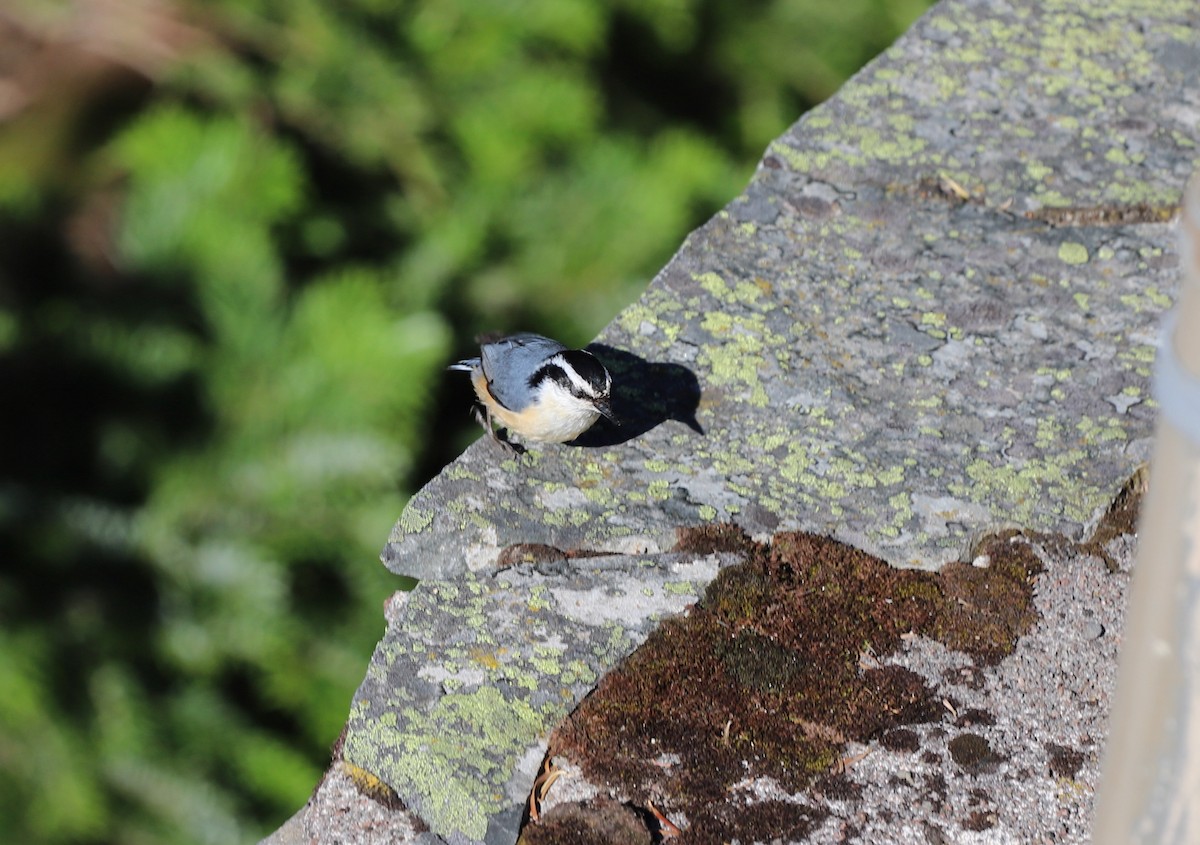 Red-breasted Nuthatch - ML618935524