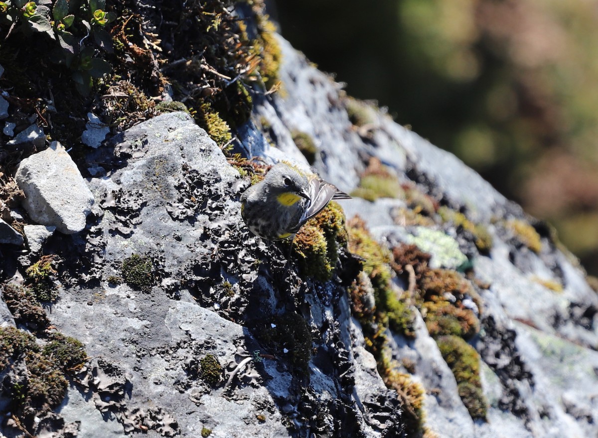 Yellow-rumped Warbler (Audubon's) - Andrew S. Aldrich