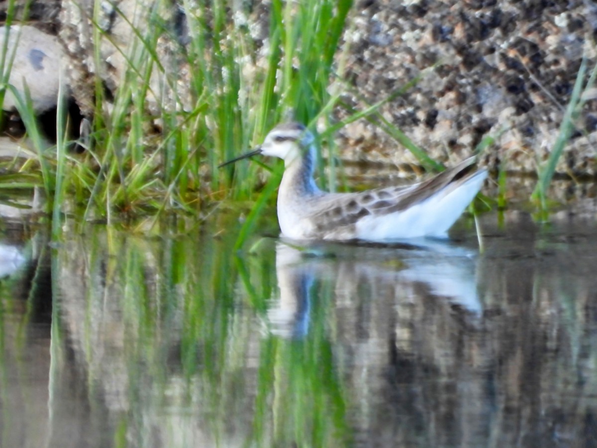 Wilson's Phalarope - ML618935544