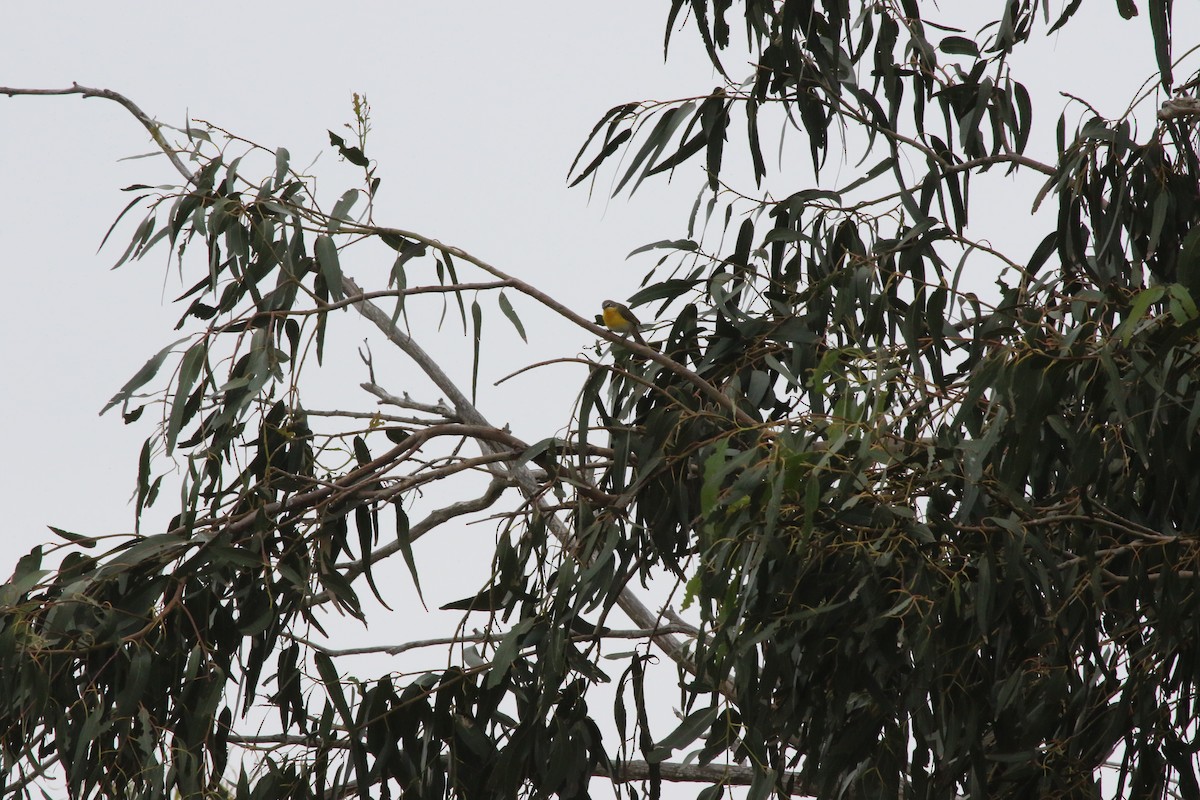 Yellow-breasted Chat - Benjamin Apsley