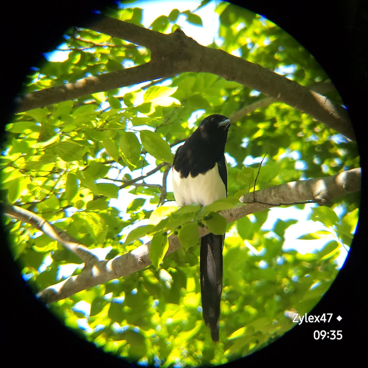 Oriental Magpie - Dusky Thrush