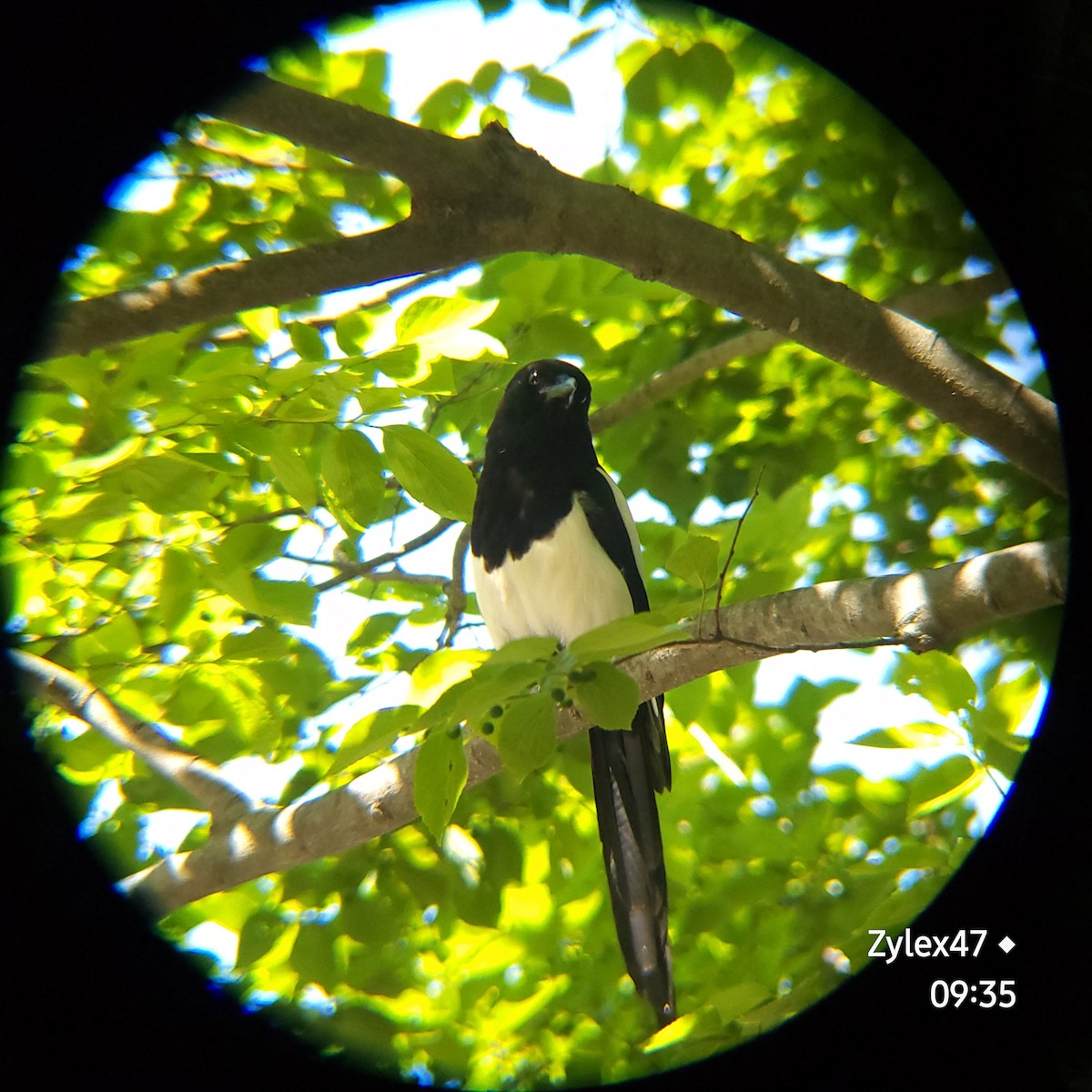 Oriental Magpie - Dusky Thrush