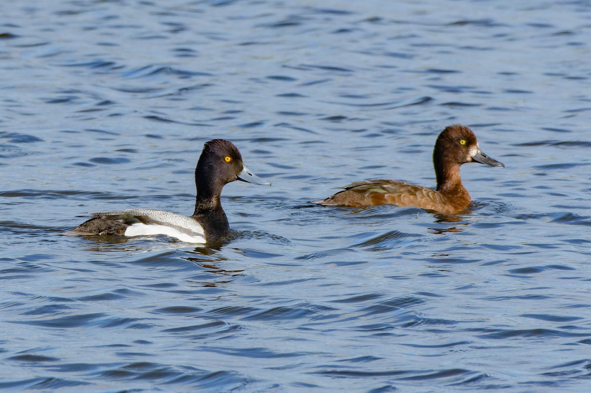 Lesser Scaup - Gregg McClain