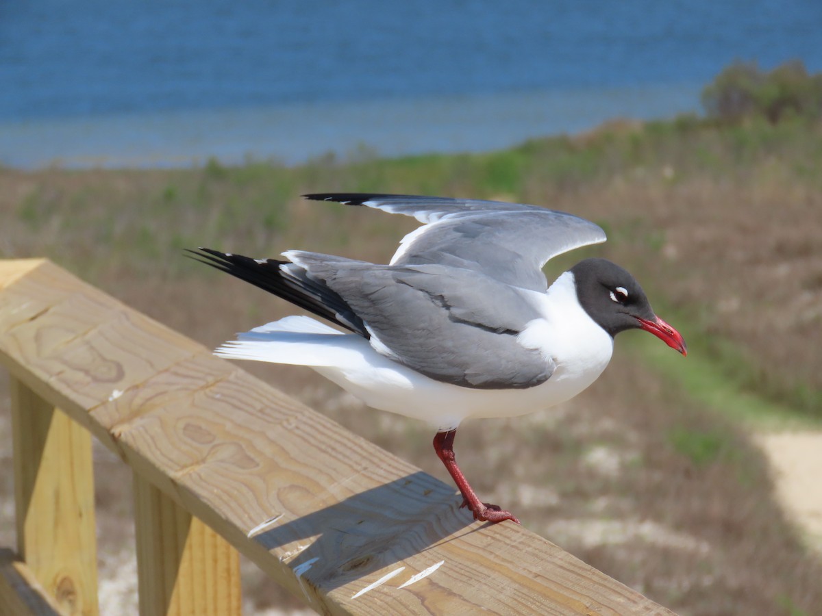 Laughing Gull - Laurie Blair