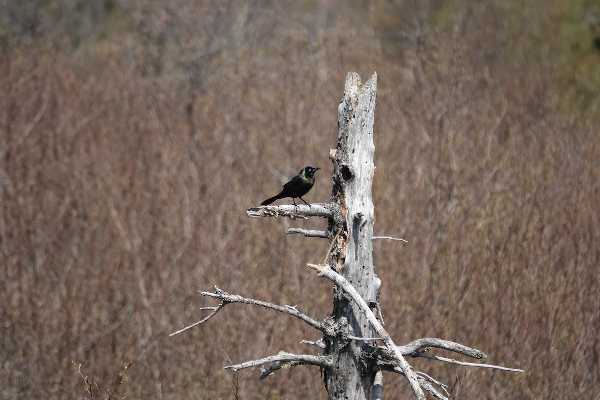 Common Grackle - Stacey Keefer