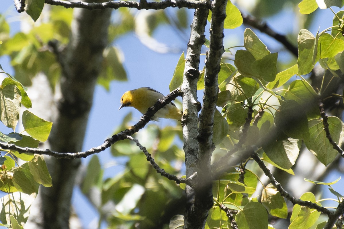 Bullock's Oriole - Ed Kingma