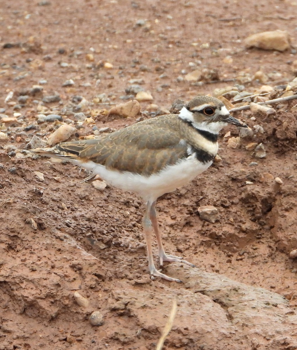 Killdeer - Jay Huner