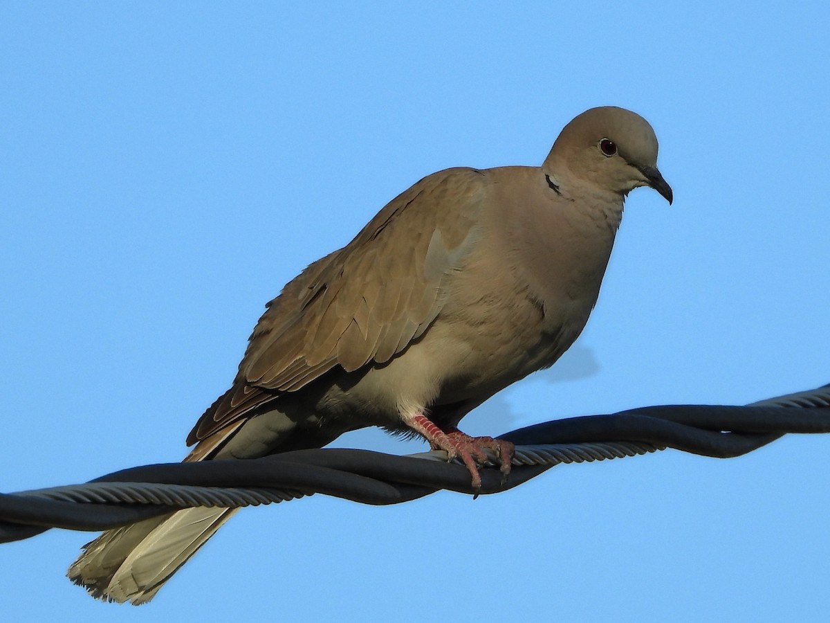 Eurasian Collared-Dove - ML618935613