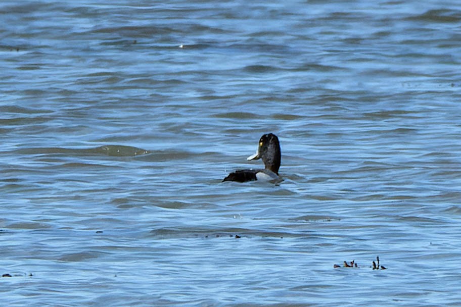 Greater Scaup - ML618935627