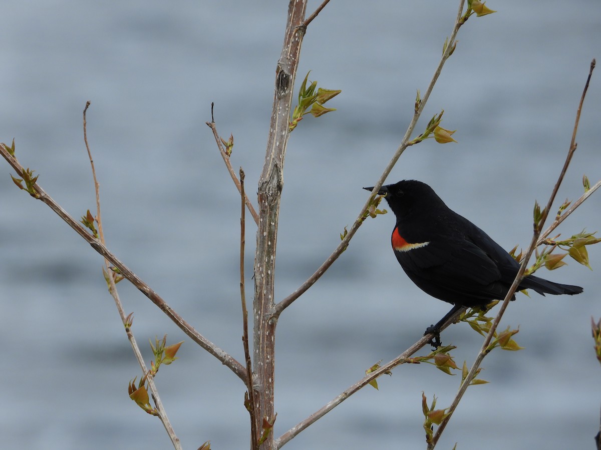 Red-winged Blackbird - ML618935628