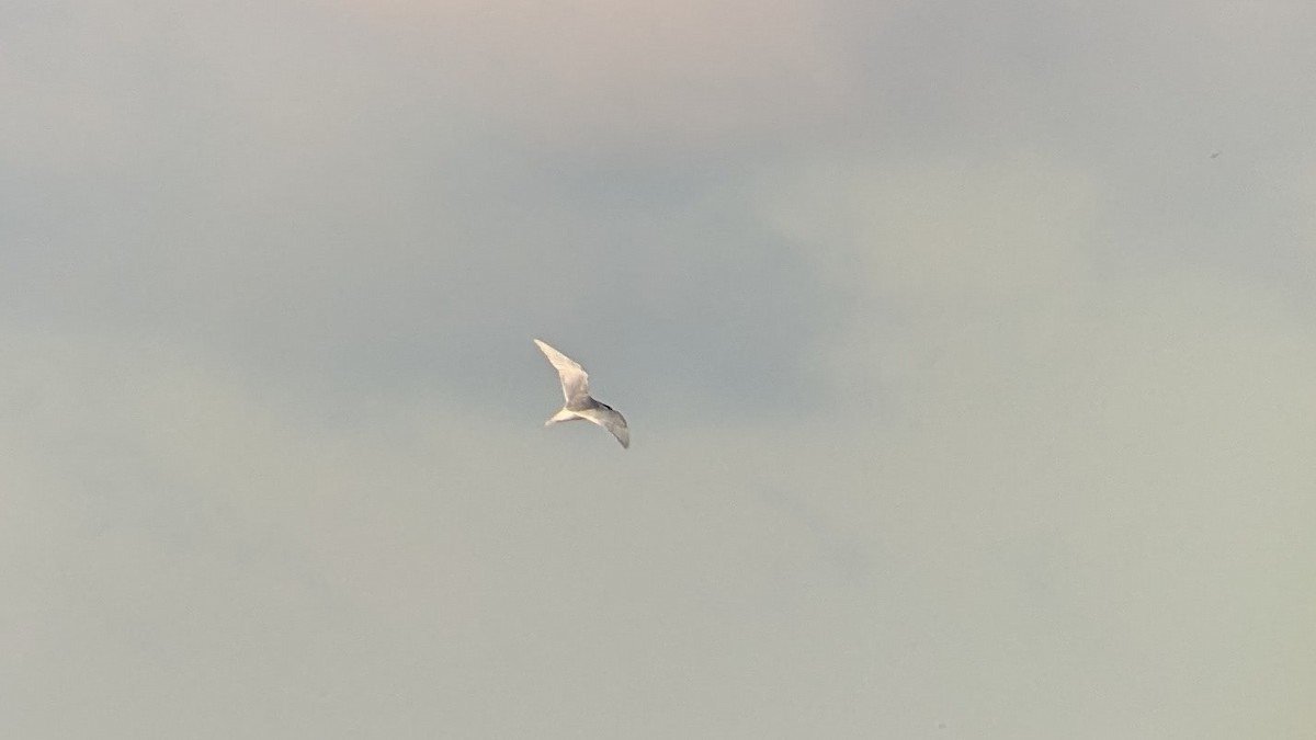 Forster's Tern - ML618935638