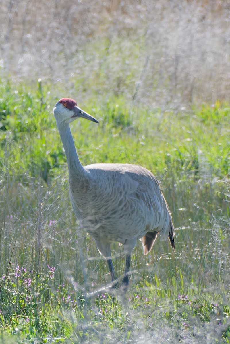 Sandhill Crane - Gregg McClain