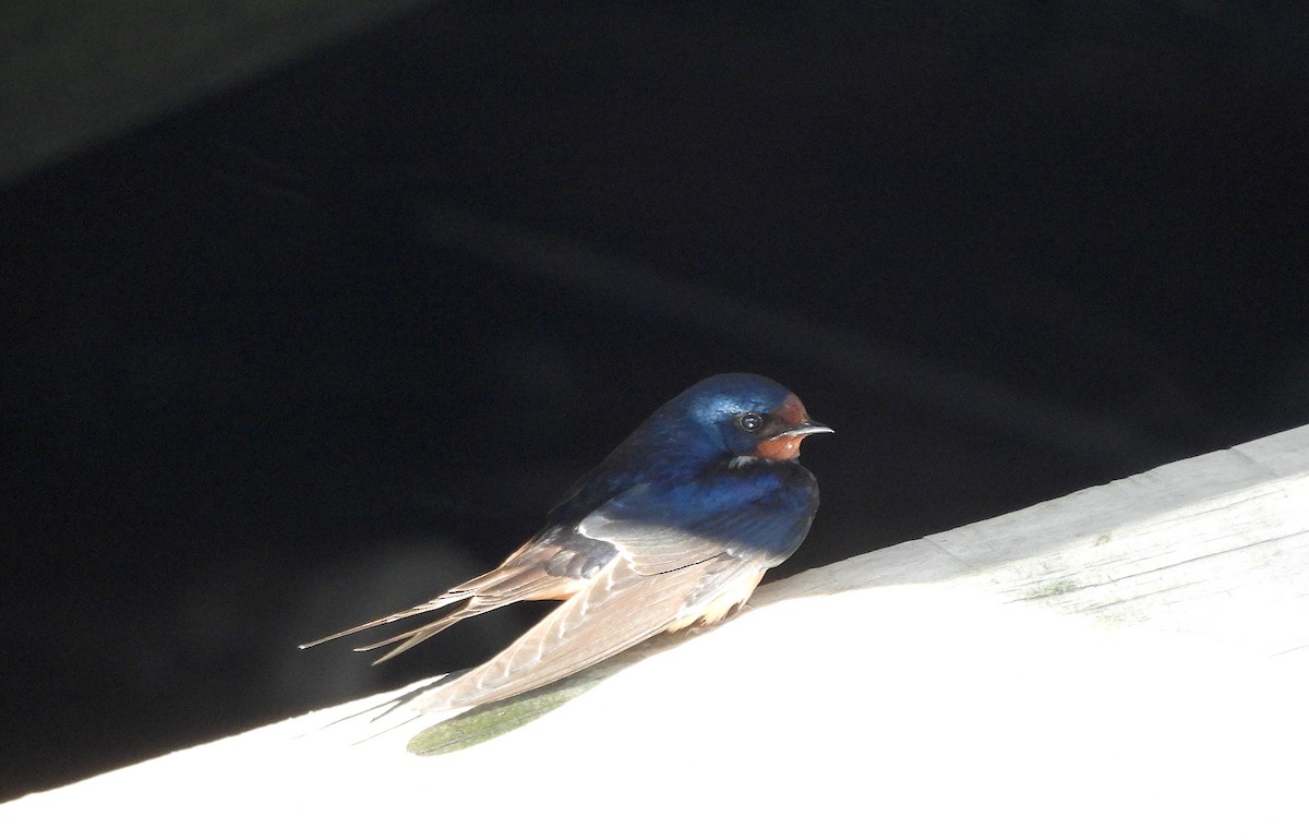 Barn Swallow - ML618935678