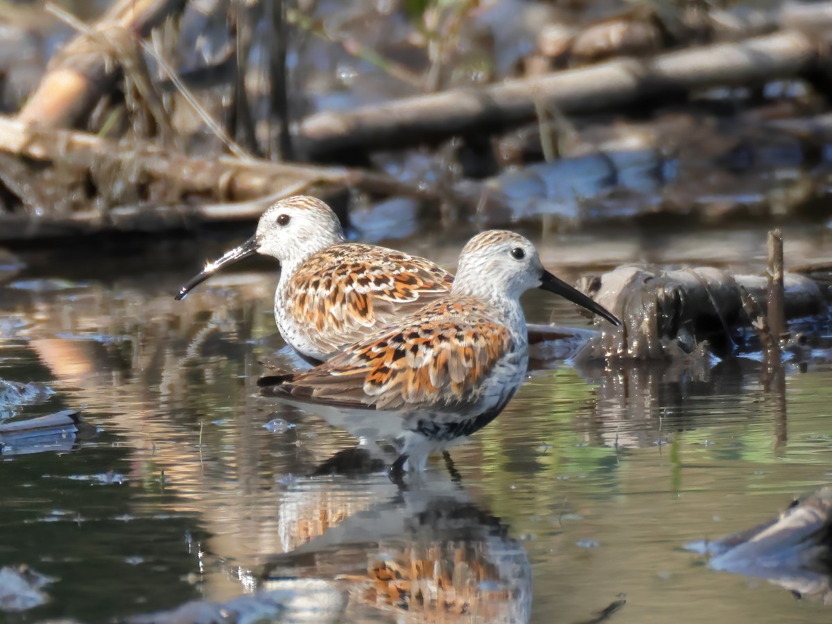 Dunlin - Charlie Arp