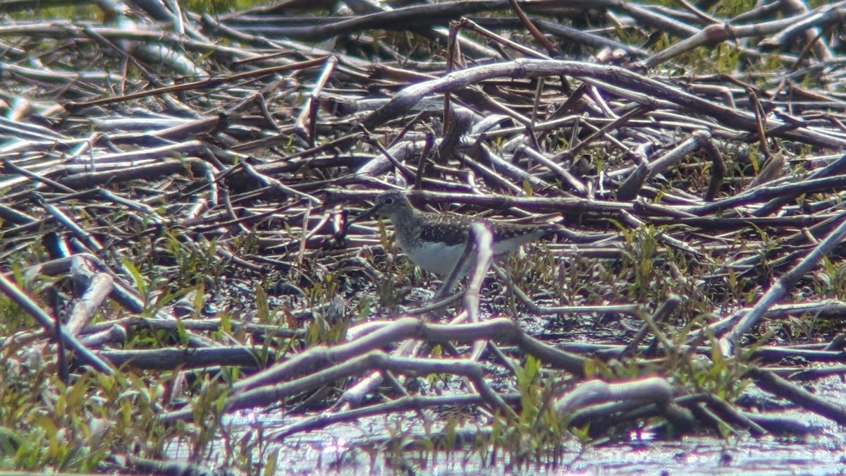 Solitary Sandpiper - Daniel J. Riley