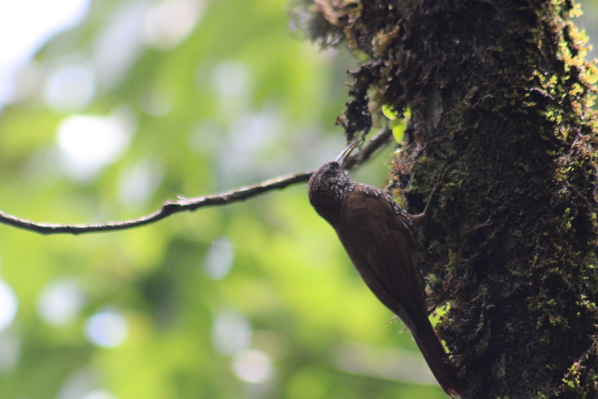 Montane Woodcreeper - Juan Rafael Gomez Arbelaez