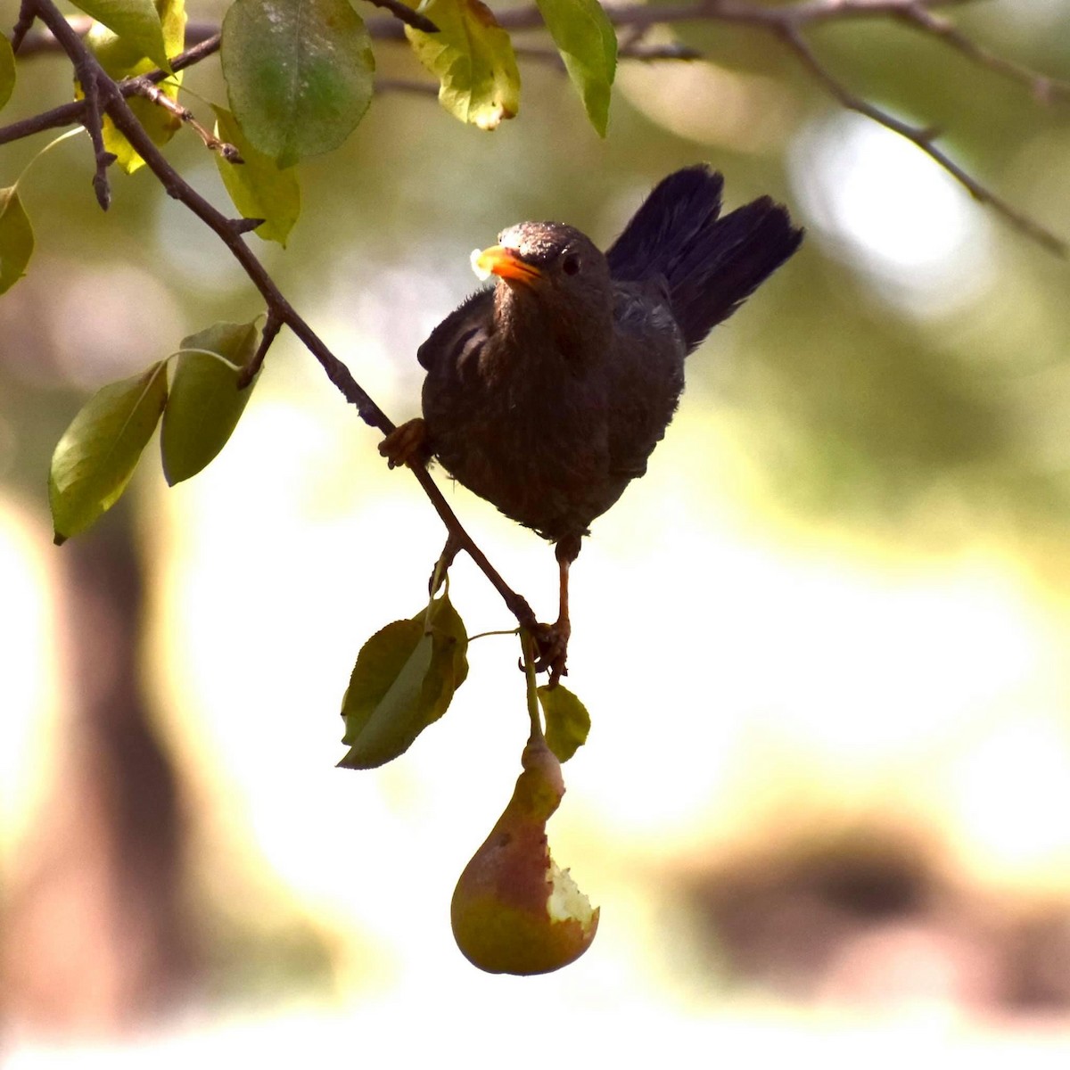 Chiguanco Thrush - Eduardo Sanhueza Mendez