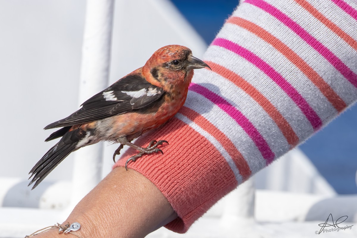 White-winged Crossbill - ML618935724