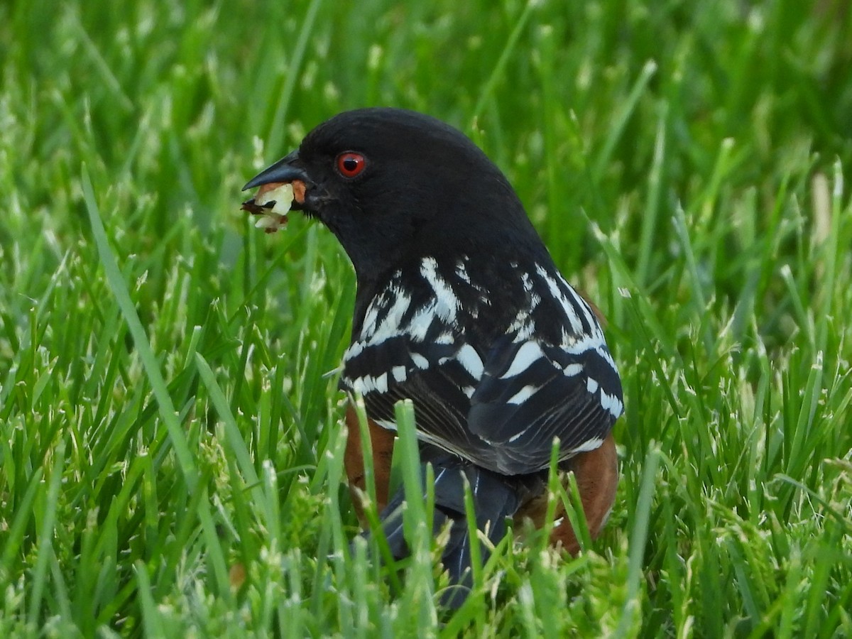 Spotted Towhee - ML618935730