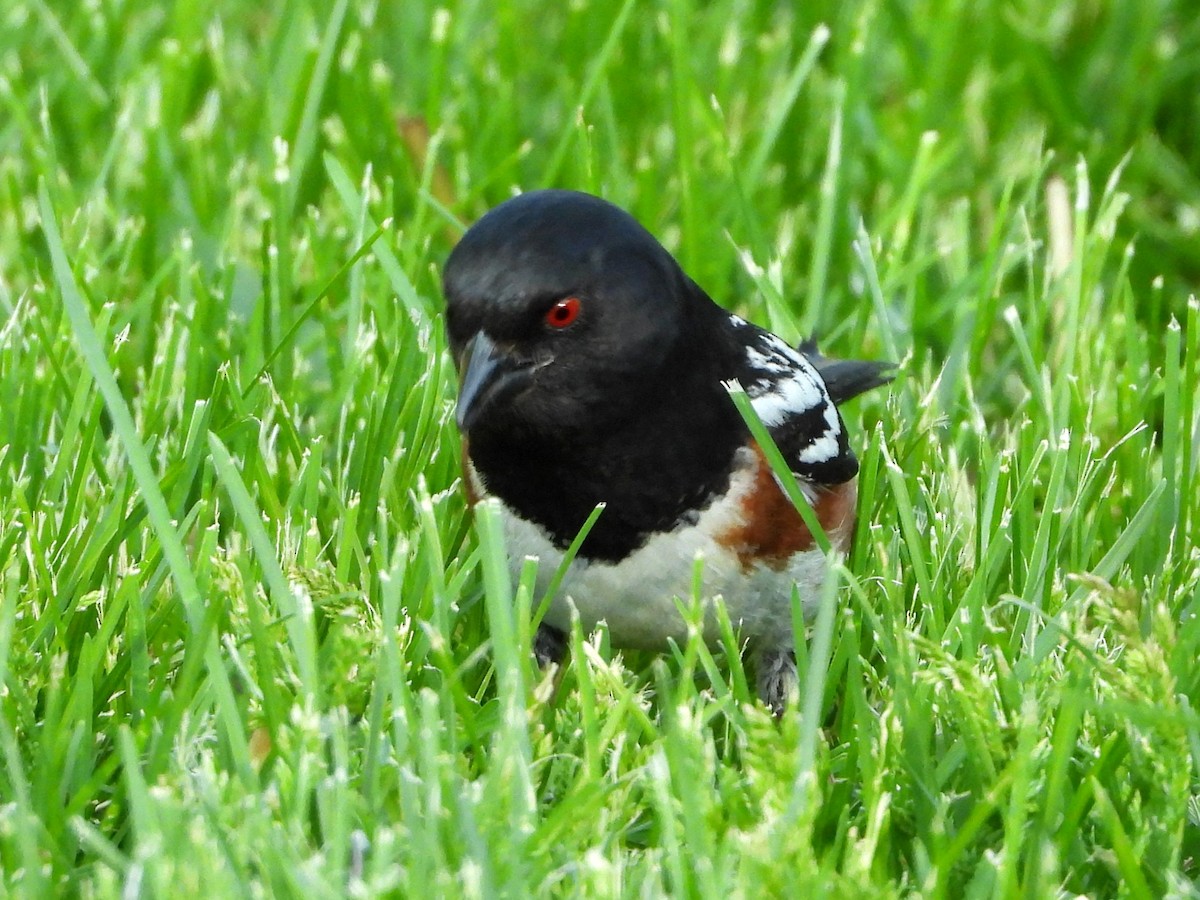 Spotted Towhee - ML618935731