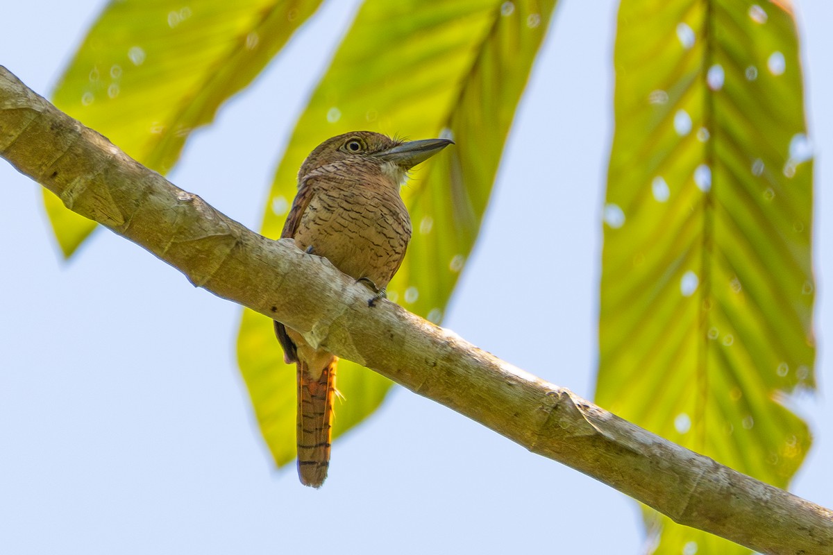 Barred Puffbird - Nestor Monsalve (@birds.nestor)