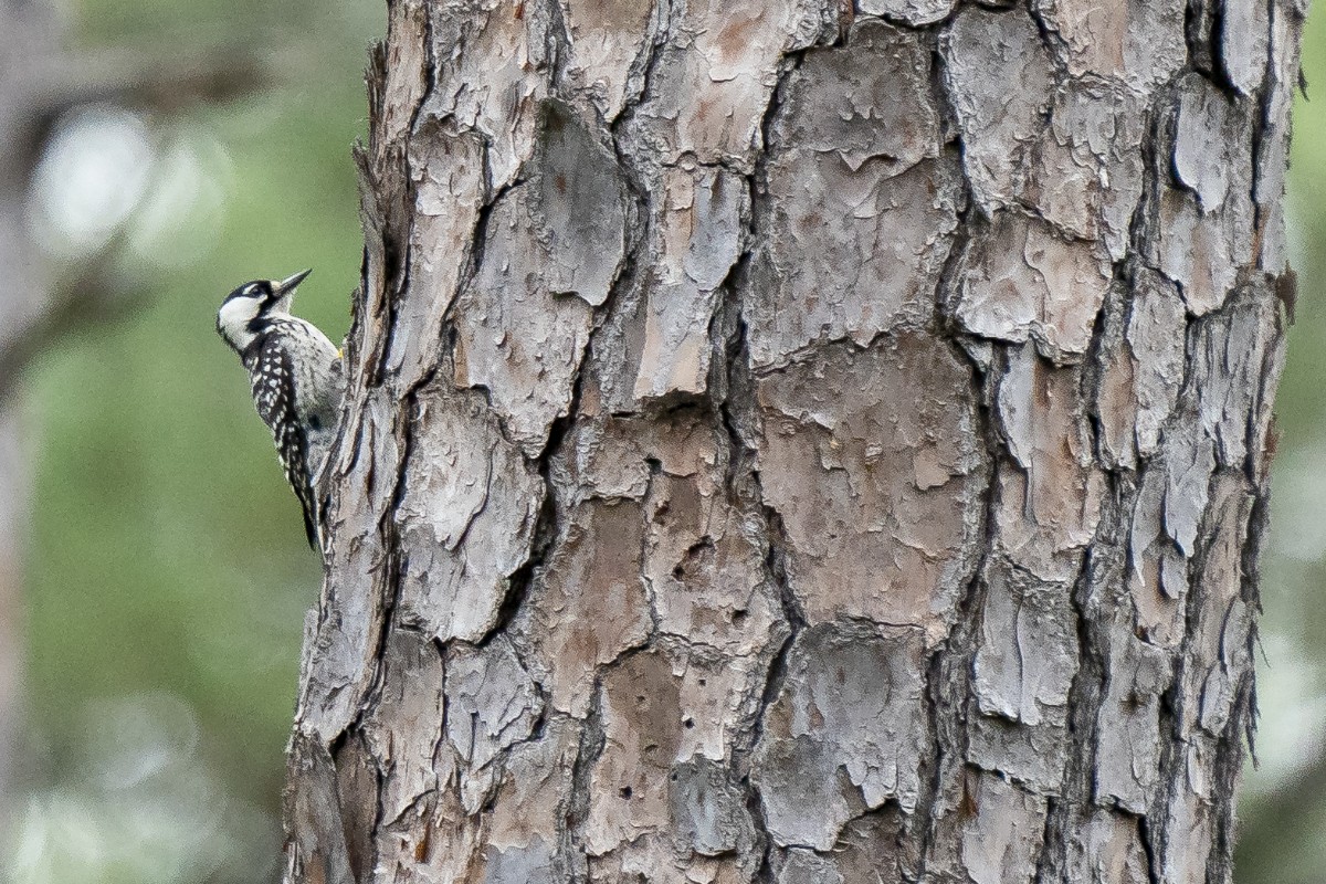 Red-cockaded Woodpecker - Slawomir Dabrowski