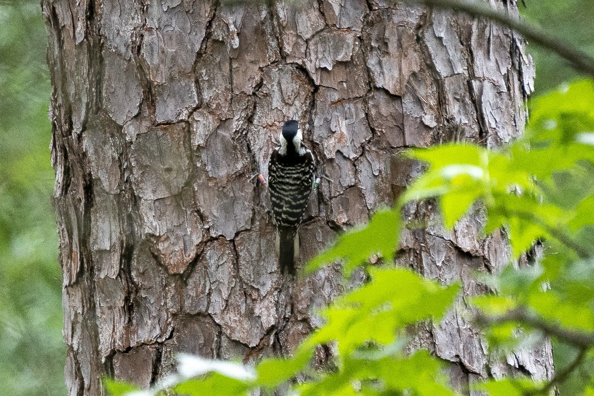 Red-cockaded Woodpecker - Slawomir Dabrowski