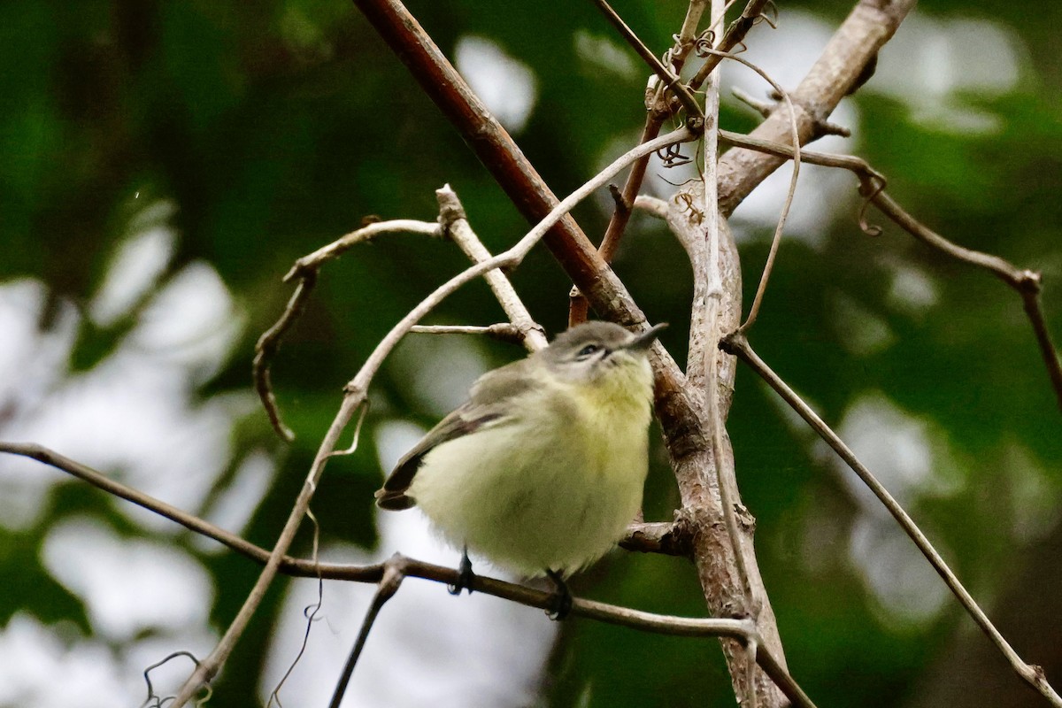 Philadelphia Vireo - Toby Carlstrom