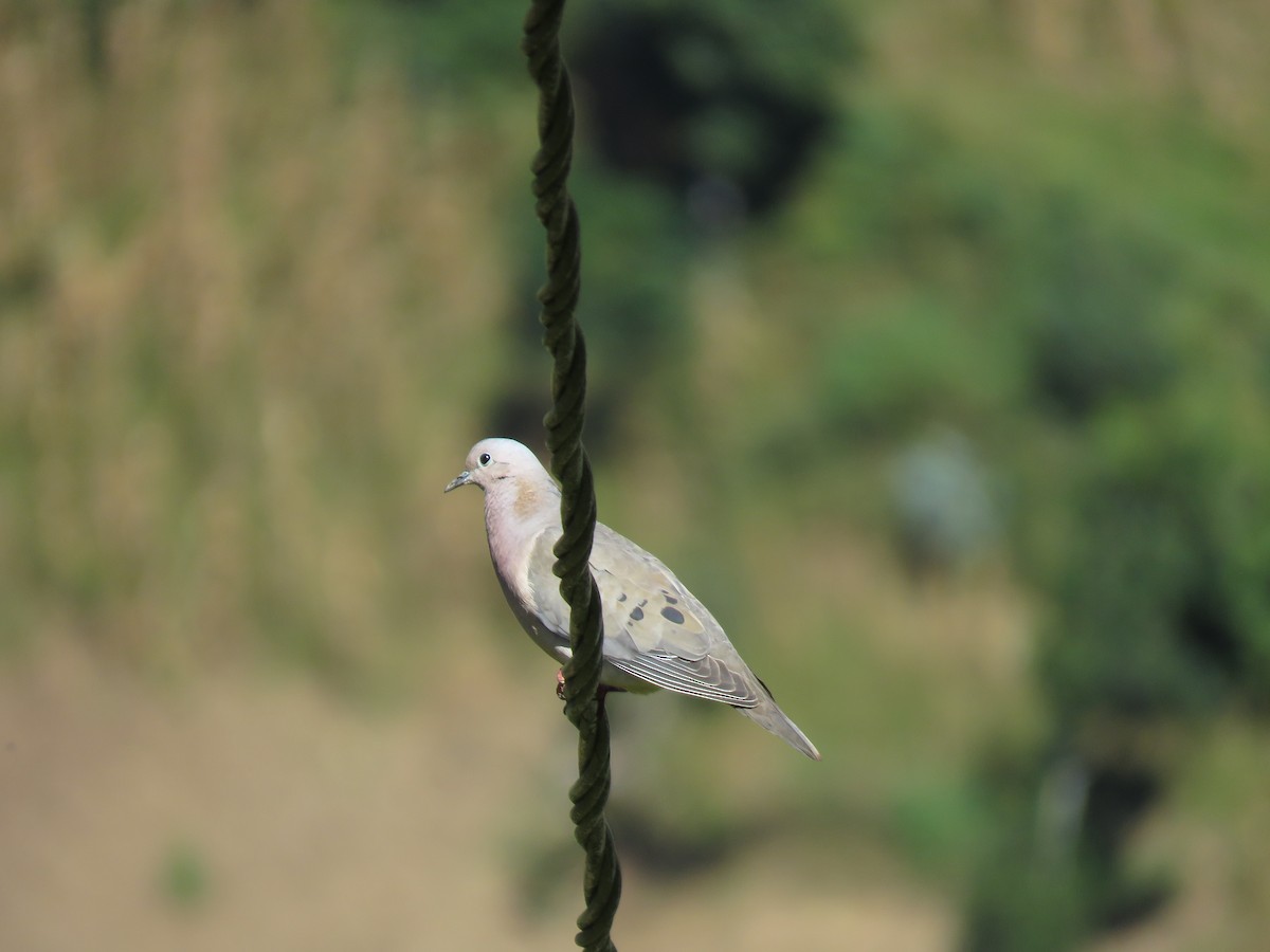 Eared Dove - ML618935764