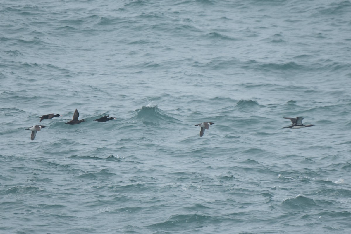 Surf Scoter - Aidan Place