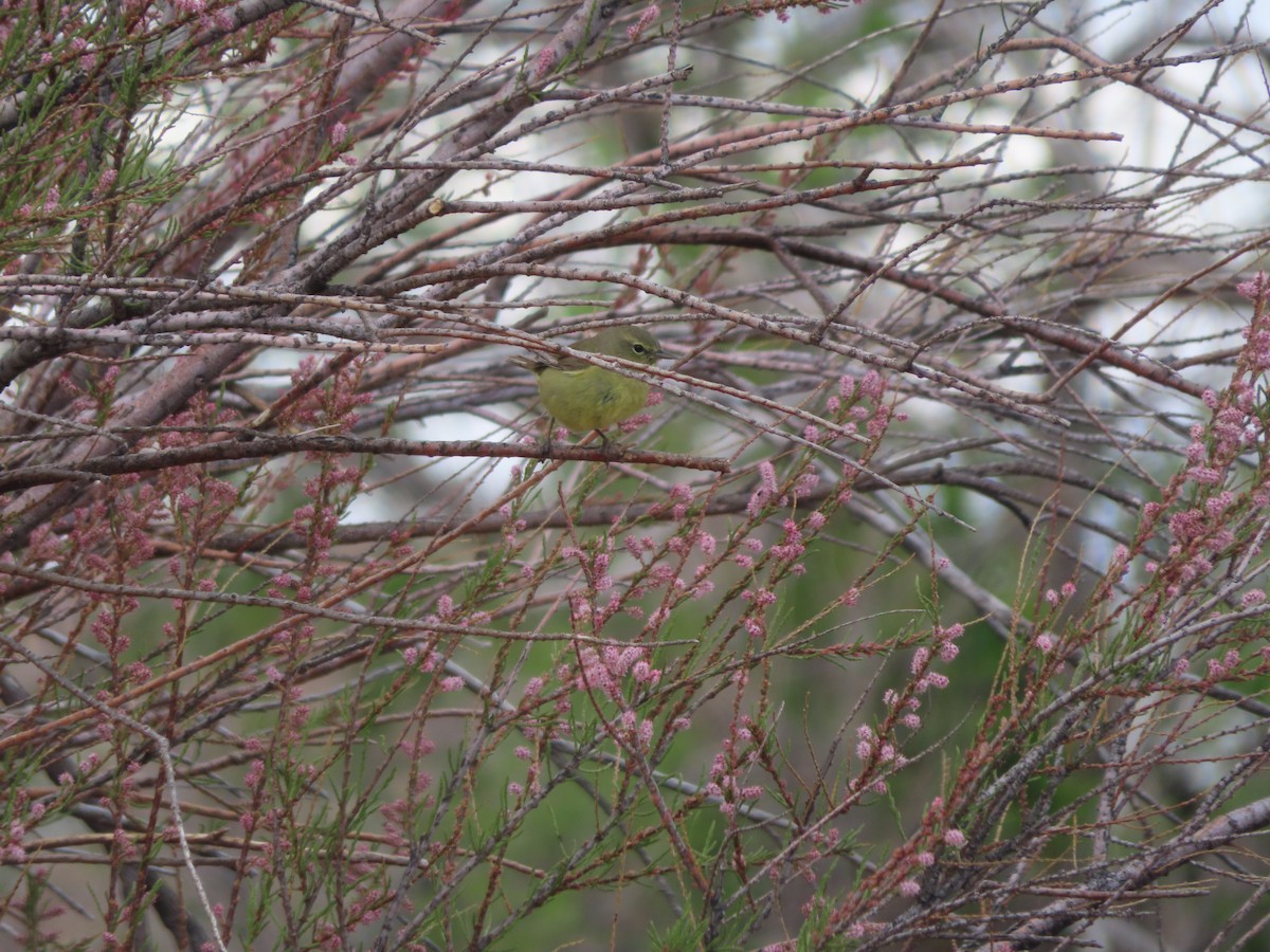 Orange-crowned Warbler - carolyn spidle